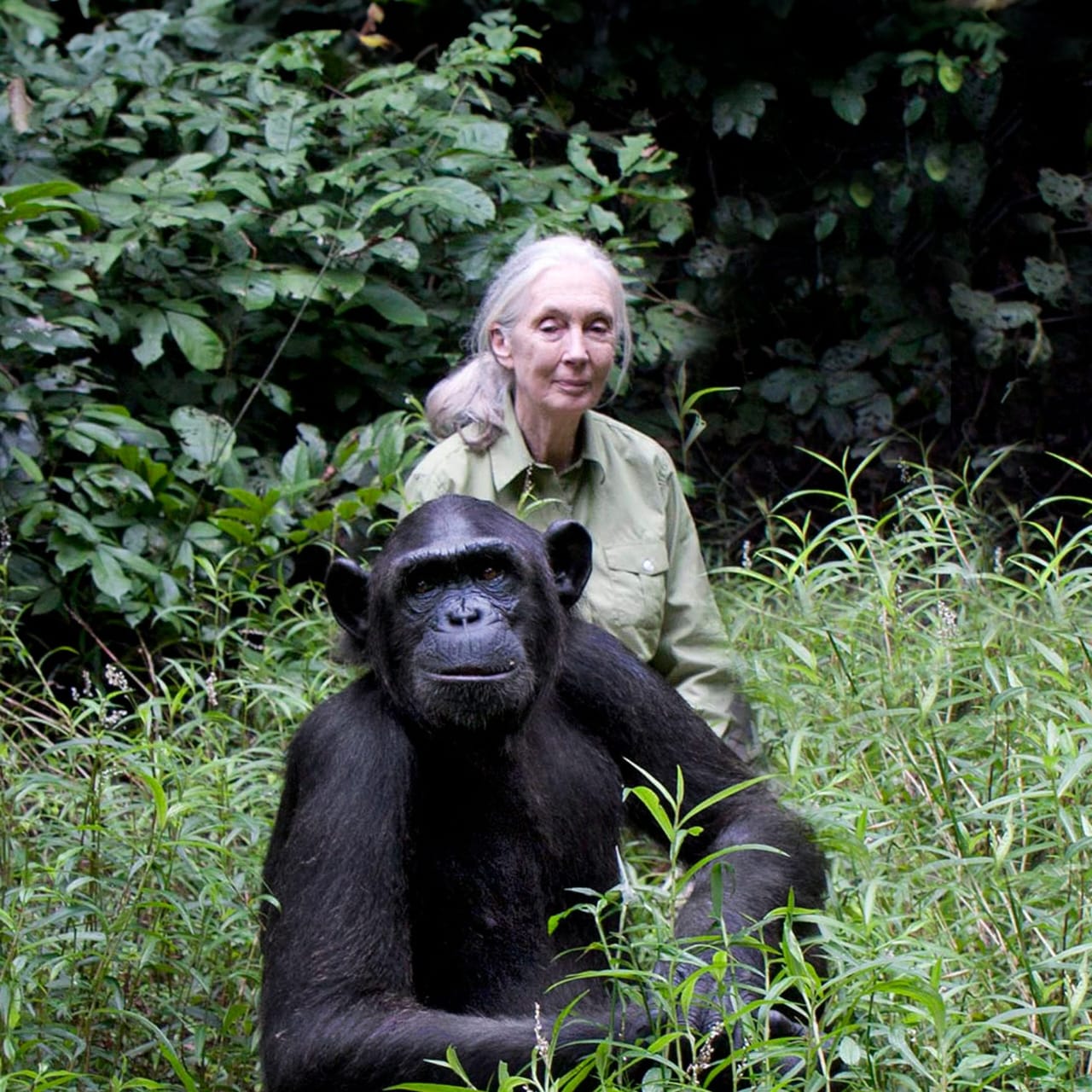 Goodbye Jane Goodall, the people of our planet bid a tearful farewell